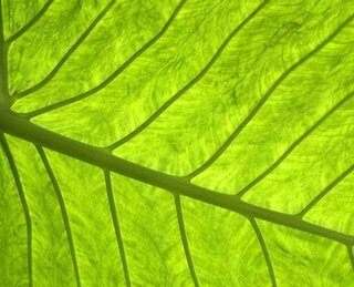 Grünes Blatt / Fotographie
